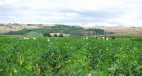 Somborka pepper field in Rogova village_thumb5